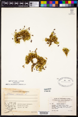 Silene acaulis image