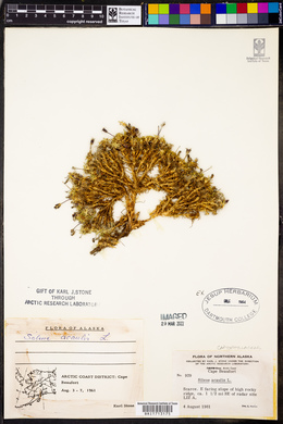 Silene acaulis image