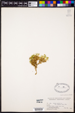 Silene acaulis subsp. exscapa image