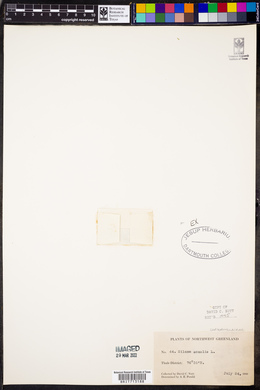 Silene acaulis image