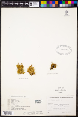 Silene acaulis image