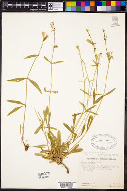 Silene montana image