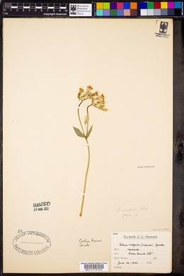 Silene vulgaris image