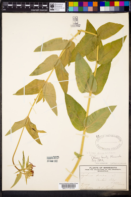 Silene dioica image