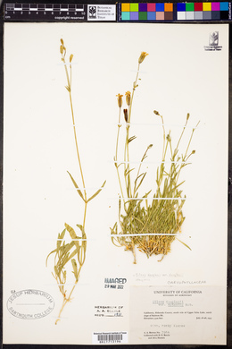 Silene douglasii var. douglasii image