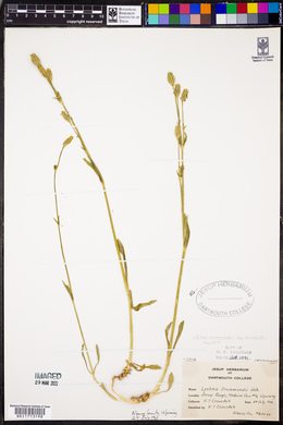 Silene drummondii image