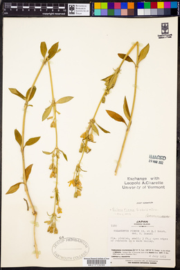 Silene firma image