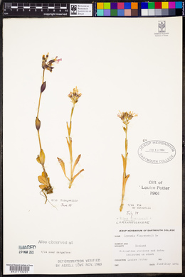 Silene flos-cuculi image