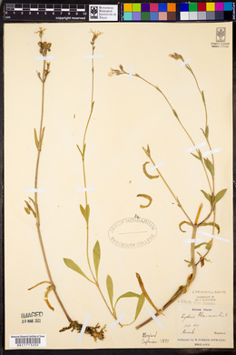 Silene flos-cuculi image