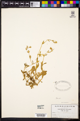 Silene gallica image