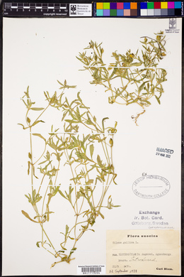 Silene gallica image