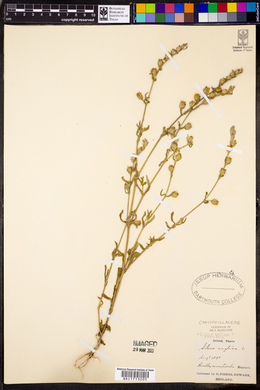 Silene gallica image