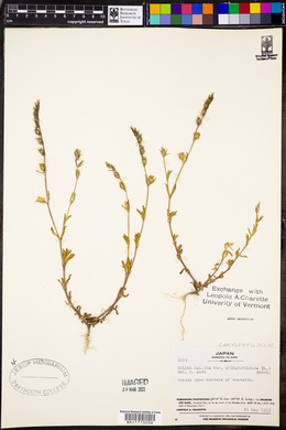 Silene gallica image