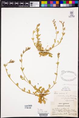 Silene gallica image