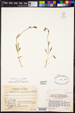 Silene involucrata ssp. involucrata image