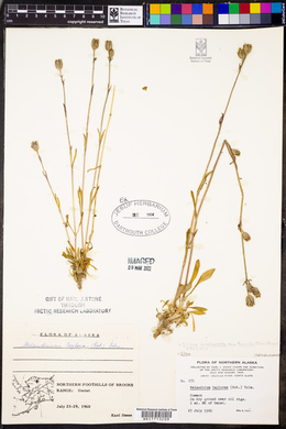Silene involucrata subsp. tenella image