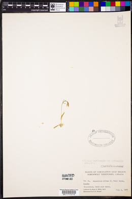 Silene involucrata subsp. involucrata image
