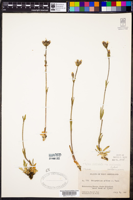 Silene involucrata subsp. involucrata image