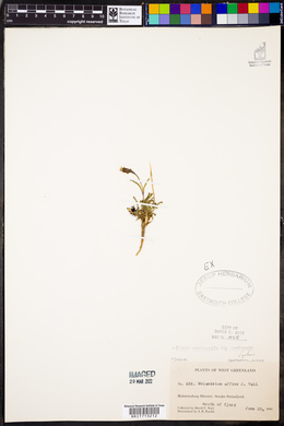 Silene involucrata subsp. involucrata image