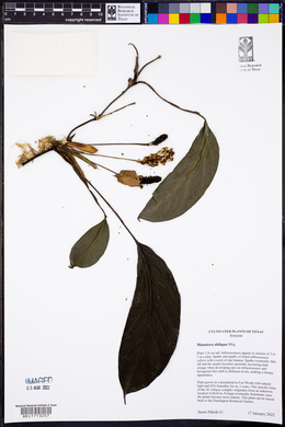 Monstera obliqua image
