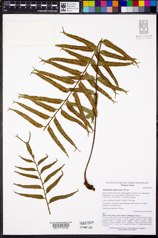 Asplenium nigrescens image