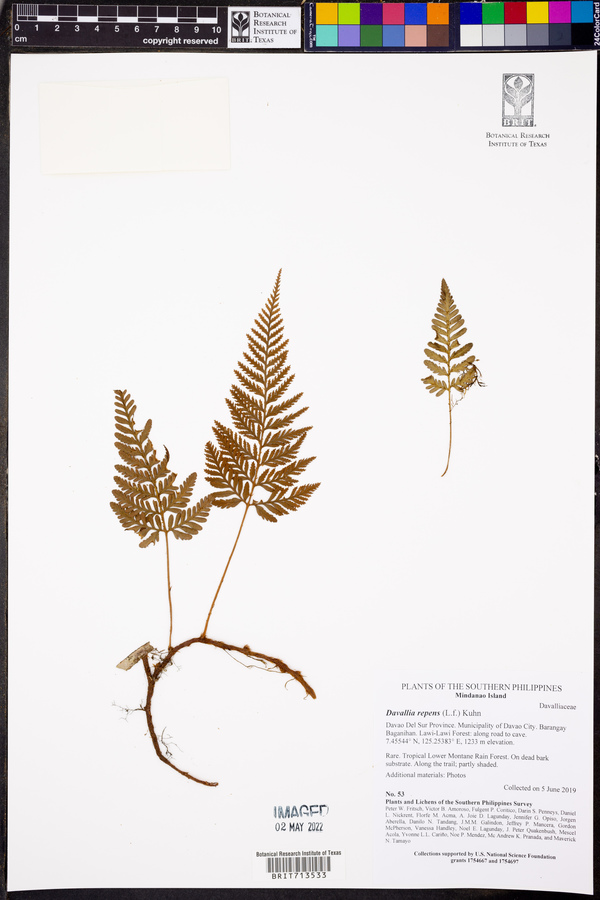 Davallia repens image