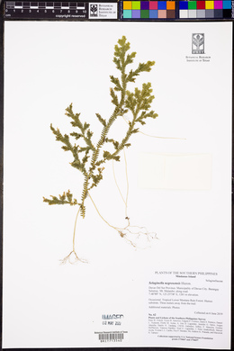 Selaginella negrosensis image