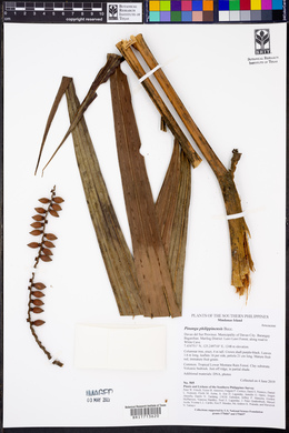 Pinanga philippinensis image