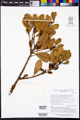 Image Associated With the Occurence