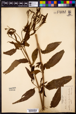 Verbena hastata image