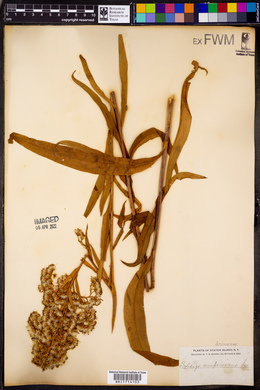 Solidago sempervirens image