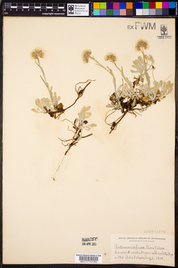 Antennaria rosea subsp. pulvinata image