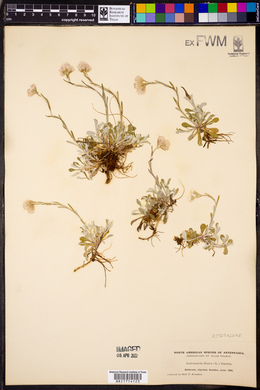 Antennaria dioica image