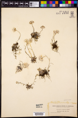 Antennaria neglecta image
