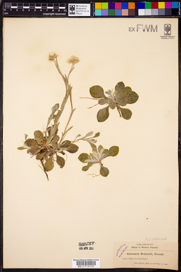 Antennaria brainerdii image