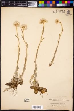 Antennaria ambigens image
