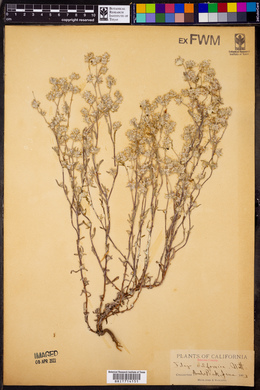 Logfia filaginoides image