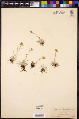 Gnaphalium supinum image