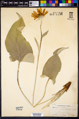 Balsamorhiza sagittata image