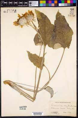 Balsamorhiza sagittata image