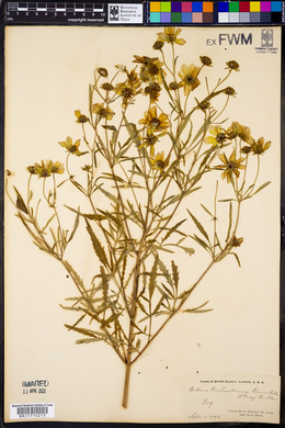 Bidens trichosperma image