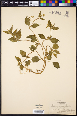 Galinsoga parviflora image