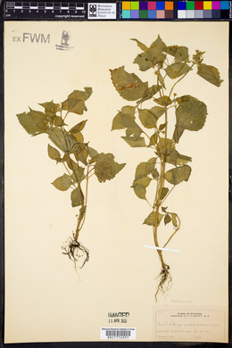 Galinsoga parviflora image