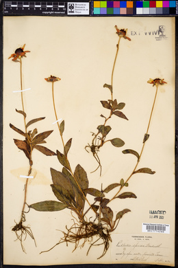 Rudbeckia fulgida var. speciosa image