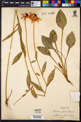 Rudbeckia fulgida var. speciosa image