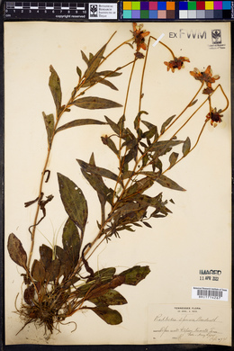 Rudbeckia fulgida var. speciosa image