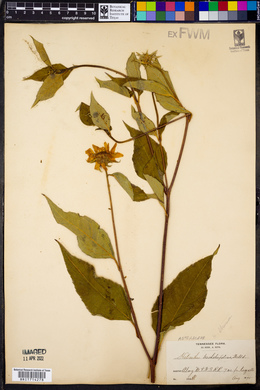 Helianthus tracheliifolius image