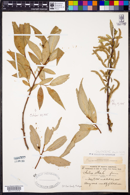 Salix alba image