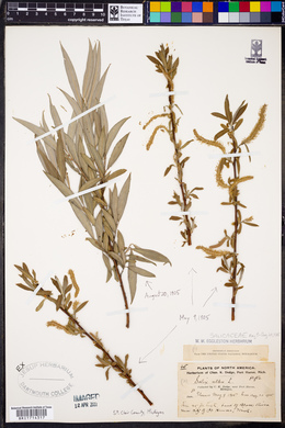 Salix alba image