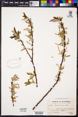 Salix bonplandiana image